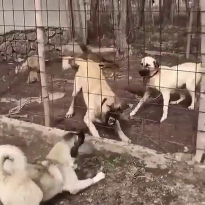 SiVAS KANGAL KOPEKLERiNDEN SERT ATISMA - KANGAL SHEPHERD DOGS VS