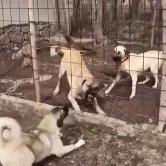 SiVAS KANGAL KOPEKLERiNDEN SERT ATISMA - KANGAL SHEPHERD DOGS VS