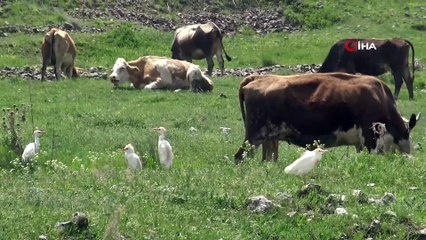 Kars’ta ilk kez 'Sığır balıkçılı' görüldü