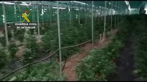 Desmantelado un invernadero con 1.140 plantas de marihuana en Tenerife