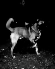 SiVAS KANGAL KOPEGiNDEN GECE CIKARMASI - KANGAL SHEPHERD DOG