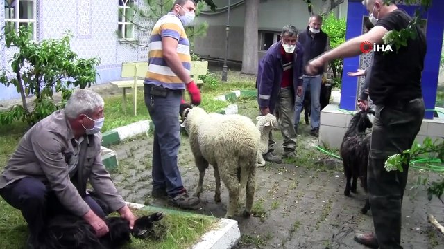 Mahalle halkı “Korona virüs bitsin” diye 11 küçükbaş, 2 büyükbaş kurban kesti