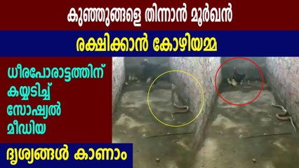 hen attacked snake, video goes viral | Oneindia Malayalam