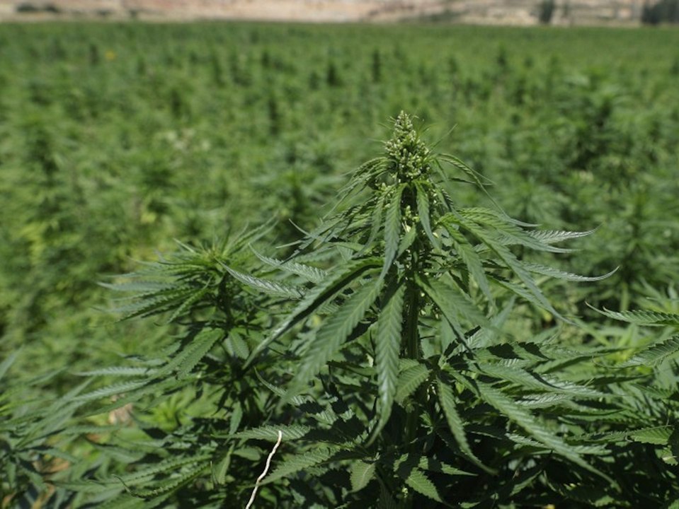 Rekordmenge Marihuana in Brasilien beschlagnahmt