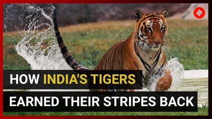 How India's Big Cats Earned Their Stripes Back