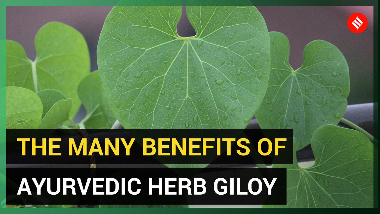 The many benefits of ayurvedic herb giloy