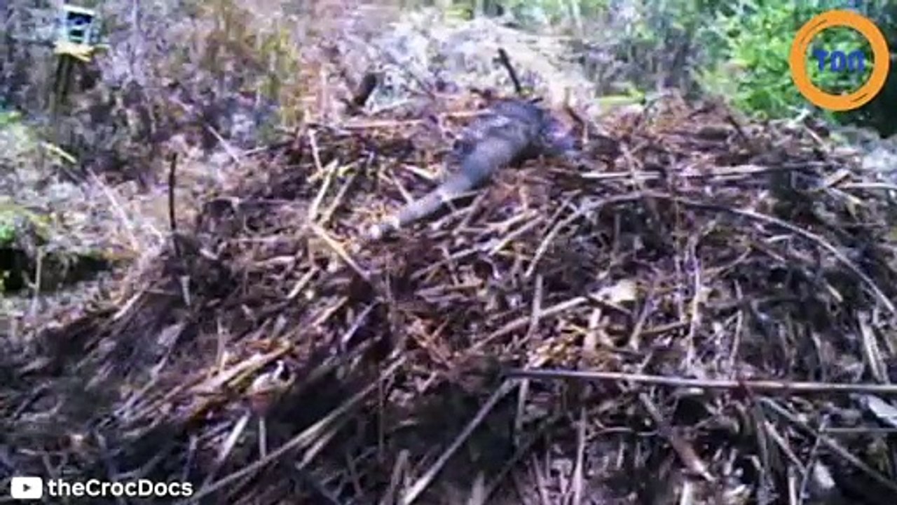 États-Unis : un lézard carnivore géant effraie la population