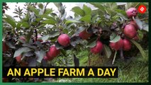 Why a bunch of youngsters quit jobs and become apple farmers?