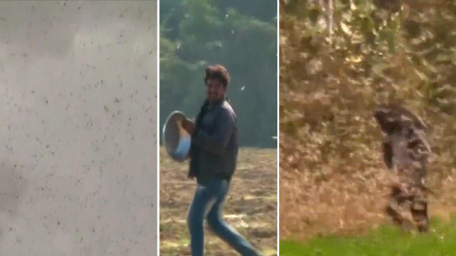 Cyclone And Corona Not Enough Now India affected by Desert Locust Swarms