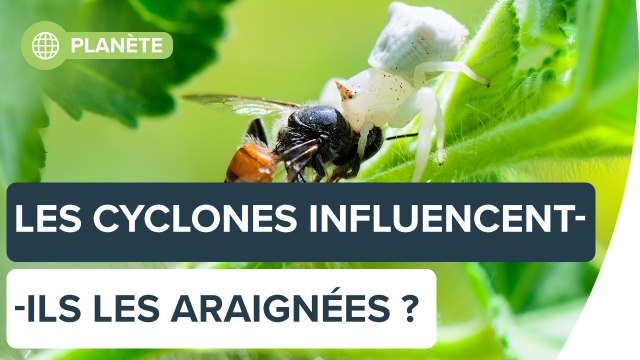 Les araignées vont-elles devenir plus agressives à cause des ouragans ? | Futura