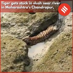 Tiger gets stuck in slush, rescue efforts on