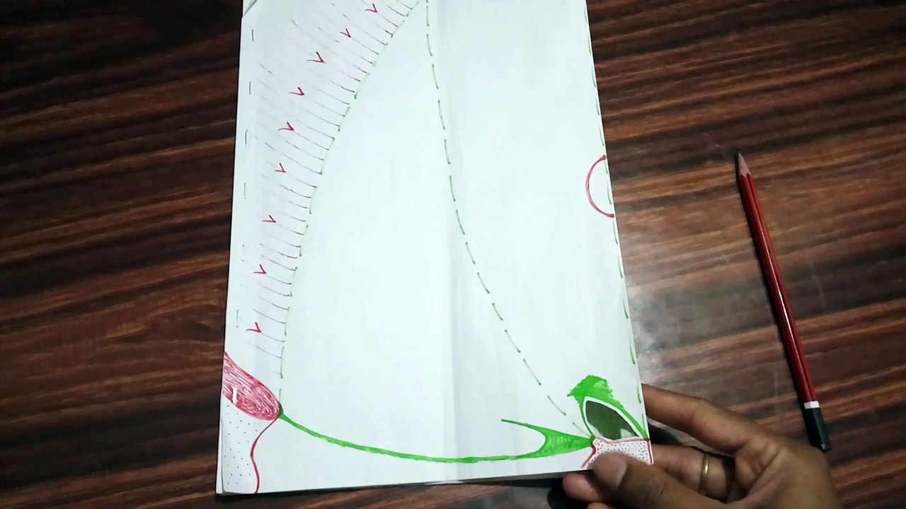 Rectus Sheath Formation