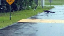 Quand un alligator a peur de trois grues cendrées