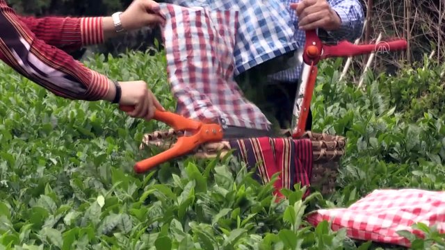 Rize Valisi Kemal Çeber: 'Rize'ye gelmek isteyen çay müstahsili sayısı 36 bine ulaştı' - RİZE