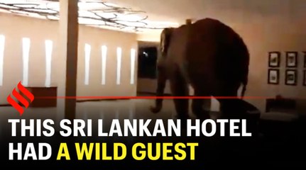 This Sri Lankan hotel had a wild guest... an elephant