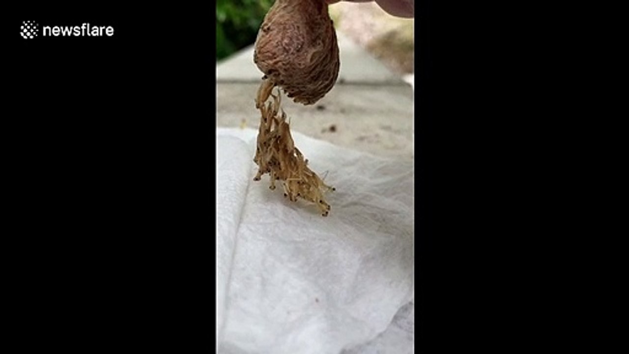 California student hatches dozens of praying mantises as solution to pest problem