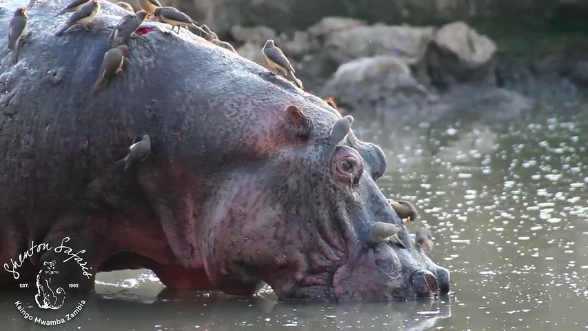 Des dizaines d'oiseaux se nourrissent sur le dos d'un hippopotame - Vidéo  Dailymotion