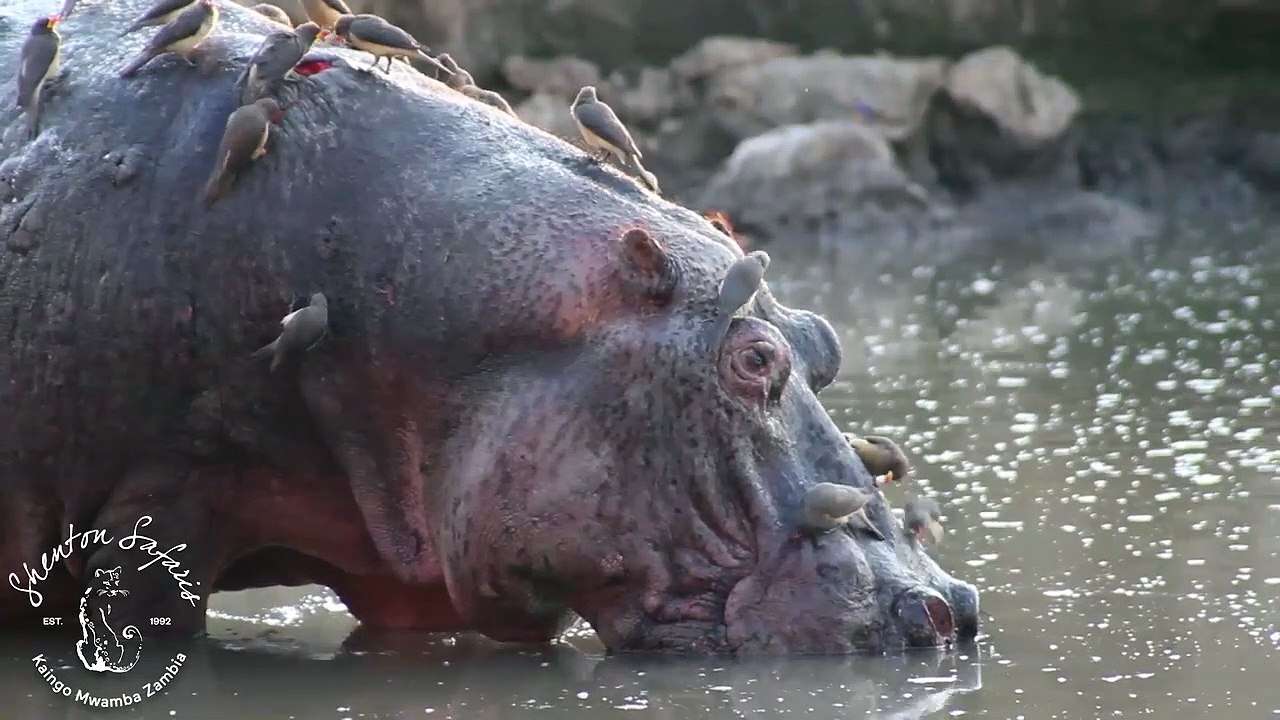 Des dizaines d'oiseaux se nourrissent sur le dos d'un hippopotame