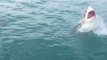 Un grand requin blanc vient chasser sous le nez de touristes
