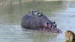 Cet hippopotame se balade avec une dizaine de tortues sur le dos
