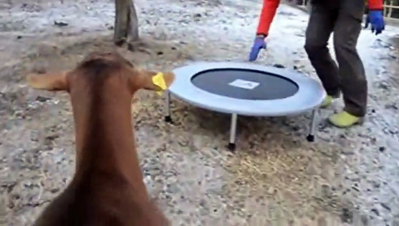 Jumping goat super funy