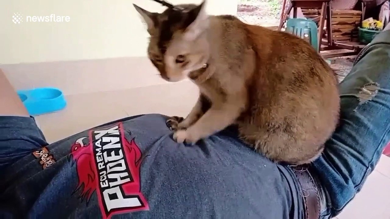 Rescued cat give her new owner massages when he...