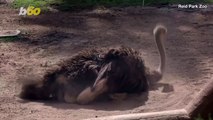 Bird Bath! Ostrich at Arizona Zoo Takes Dust Baths to Clean Feathers!