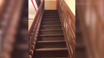 Funniest  Dogs and  Cats - Awesome Funny  Animals Videos