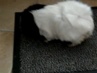 Pris le "nez" dans le sac