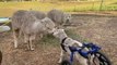 Lamb Who Lost the Use of His Back Legs Gets Shiny New Wheels