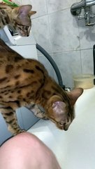 Momma Cat Trying to Save Kitten from Tub