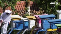 Lockdown gives Albanian beekeepers a 'golden year'