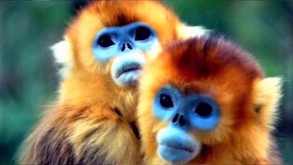 Strange Monkeys You Won't Believe Actually Exist