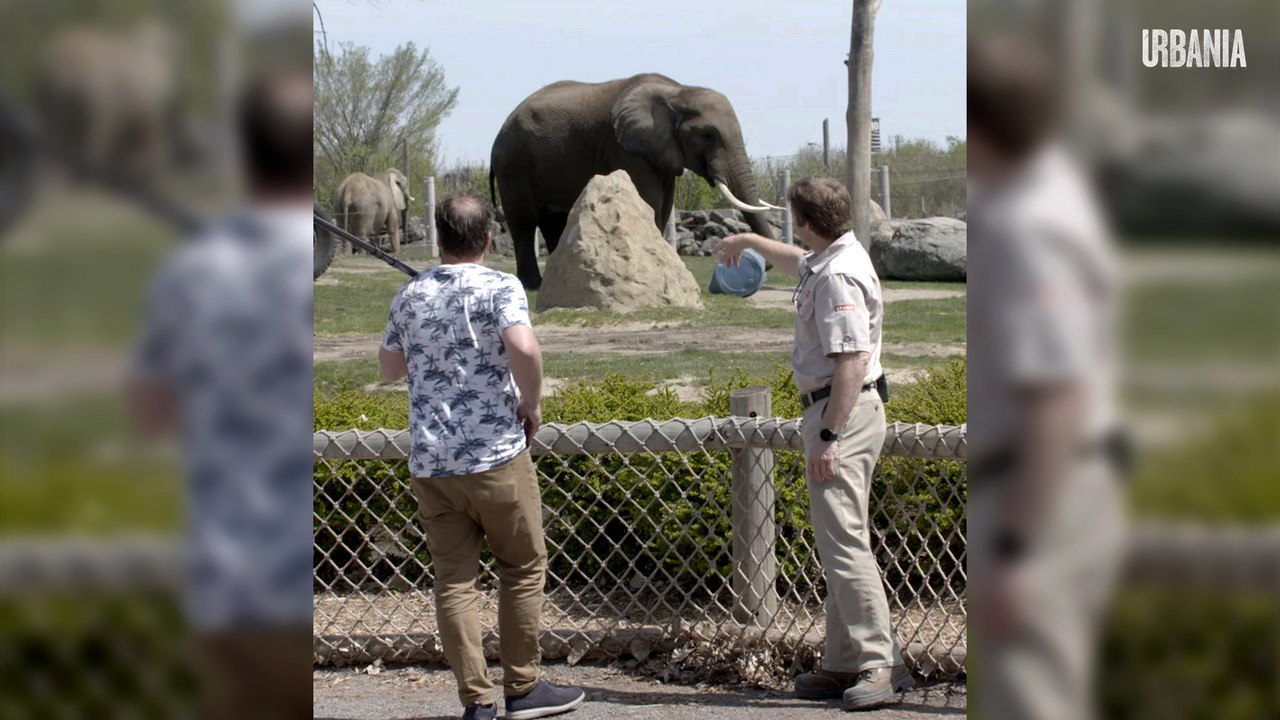 Pas un chat au zoo de Granby | COVID-19