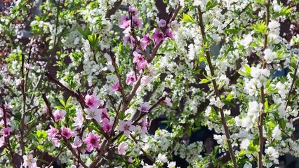 Este Buceador Se Duplicó de Tamaño Después de Emerger a la Superficie Demasiado Rápido