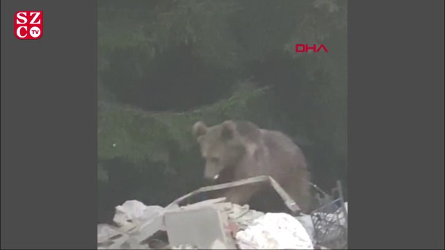 Evin bahçesine giren boz ayı kamerada