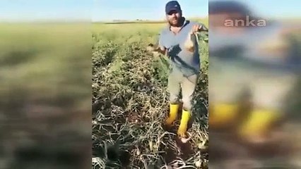 Urfalı çiftçi ihraç yasağına tepki gösterdi: Kapıları açmıyorsanız, halkımıza bedava da