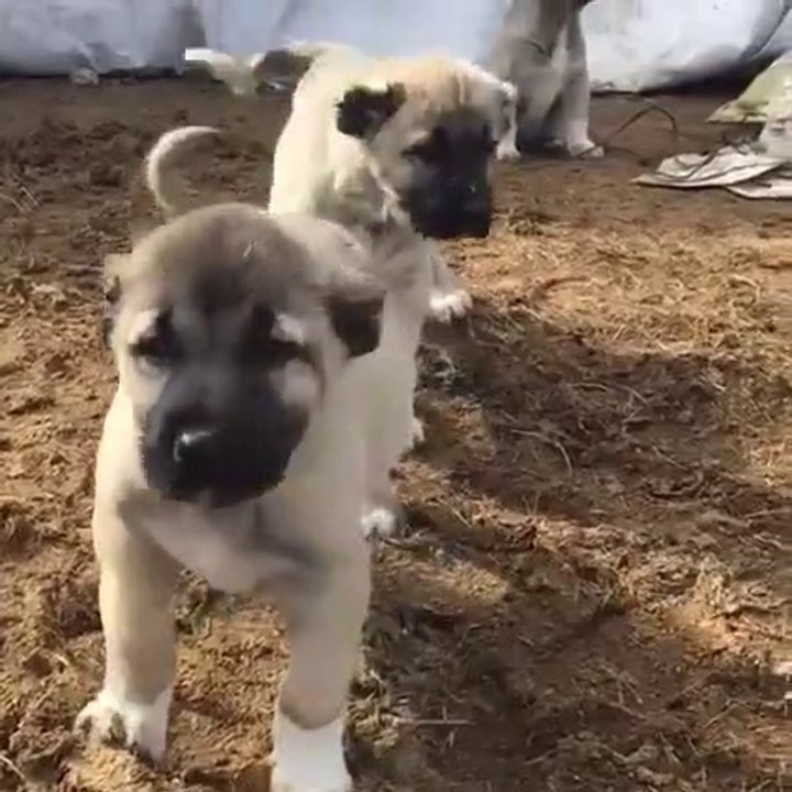 SABAH ERKEN UYANAN COBAN KOPEGi YAVRULARI - ANATOLiAN SHEPHERD DOG PUPPiES