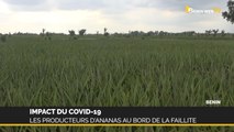 Covid-19 au Bénin: les producteurs d’ananas au bord de la faillite