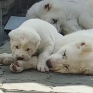 SEViMLi ALABAY COBAN KOPEK YAVRULARI KEYiFTE - CUTE ALABAi SHEPHERD DOG PUPPiES