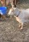 Guy Has Conversation With Goat Who Appears to be Upset
