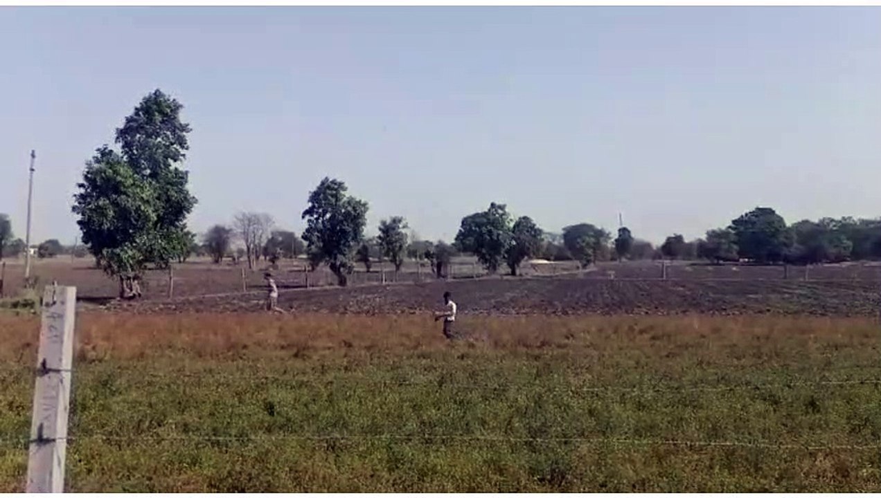 नगरपरिषद की सूझबूझ से मक्सी में टिड्डी दल नहीं कर पाया हमला