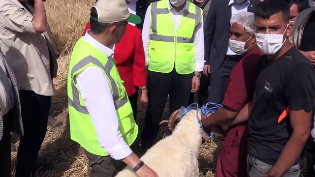 Hububat fiyatı üreticiyi sevindirdi - ŞANLIURFA