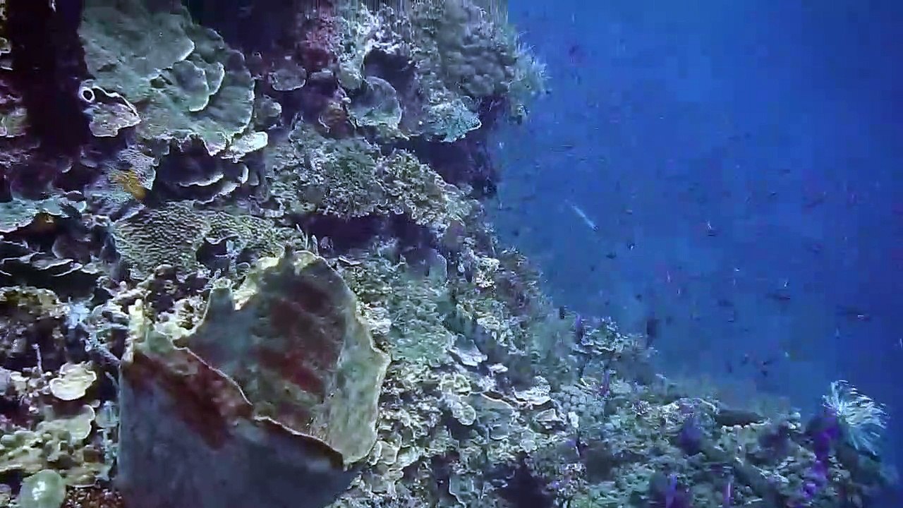 Fish under the marine
