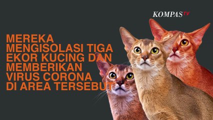 Скачать видео: [INFOGRAFIS] Studi Baru: Kucing Terjangkit Covid-19 Bisa Tularkan Ke Kucing Lain