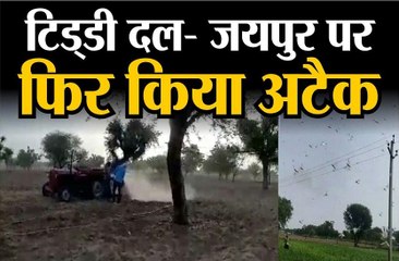 टिड्डी दल: जयपुर पर फिर  किया अटैक