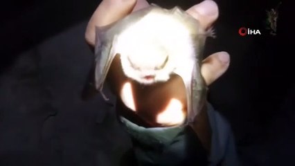 Bu görüntüler Türkiye'de çekildi! Mağaraya girip yarasayı öptü