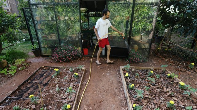 Planting trend in Lebanon amid deepening financial crisis