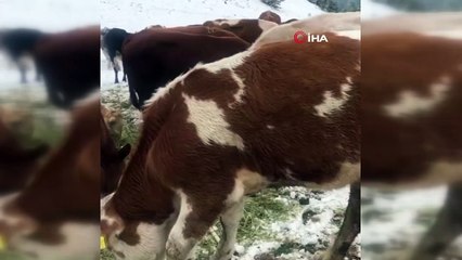 Yaylaya aniden kar yağınca hayvanlarını böyle beslediler
