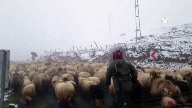 Ordu'nun yüksek kesimleri beyaza büründü
